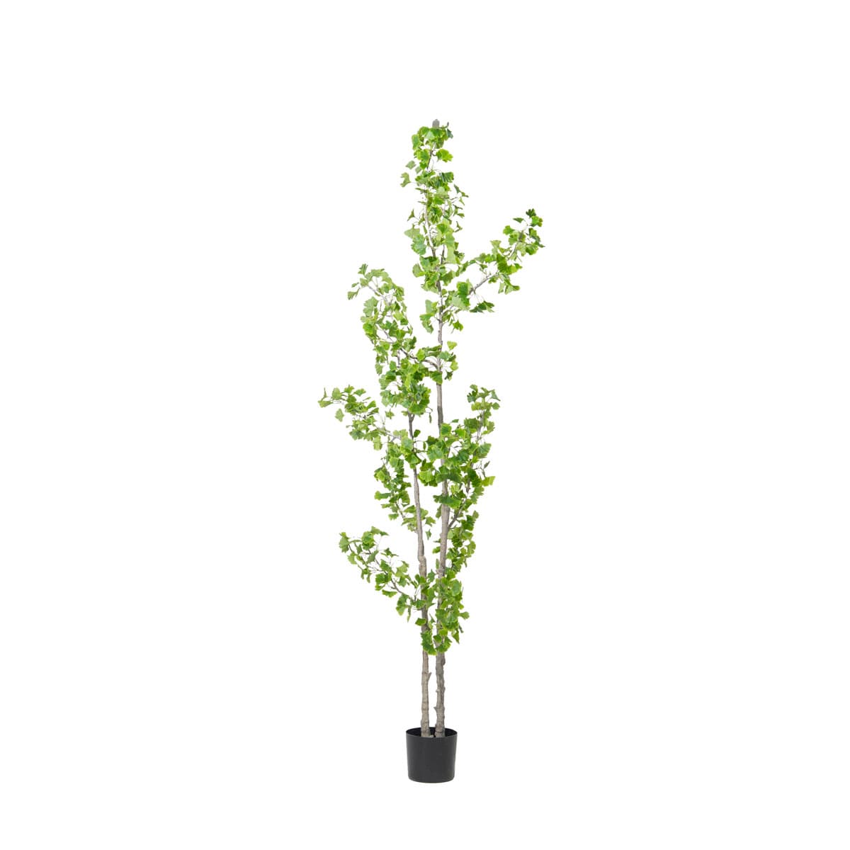 Ginkgo tree 240cm