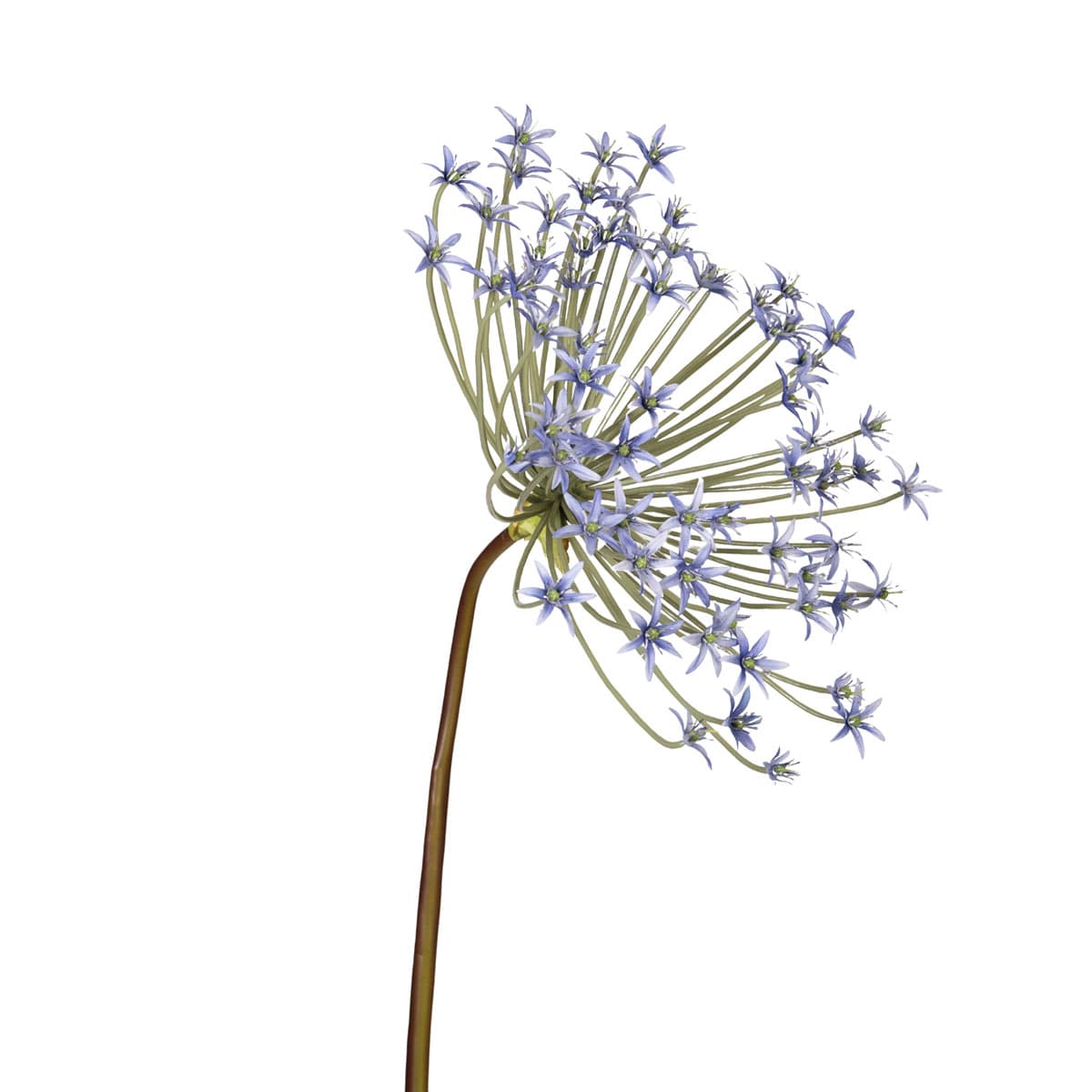 Spider Allium 107 cm - blauw