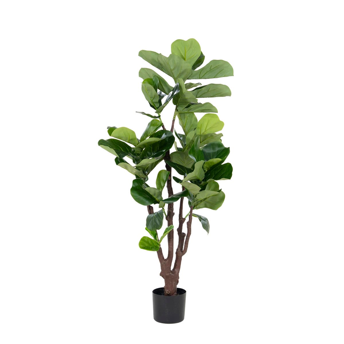 Fiddle tree 120cm