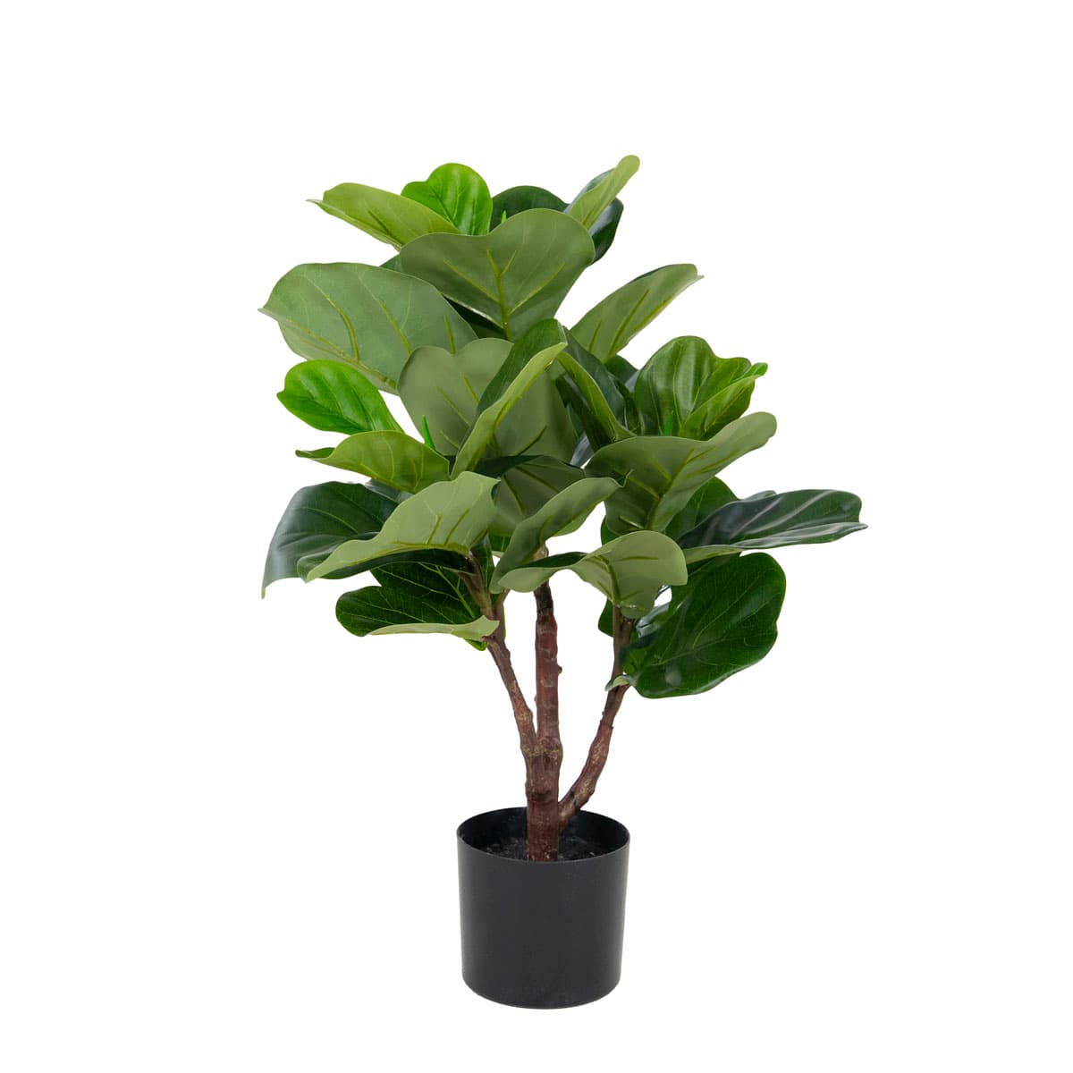 Fiddle tree 60cm