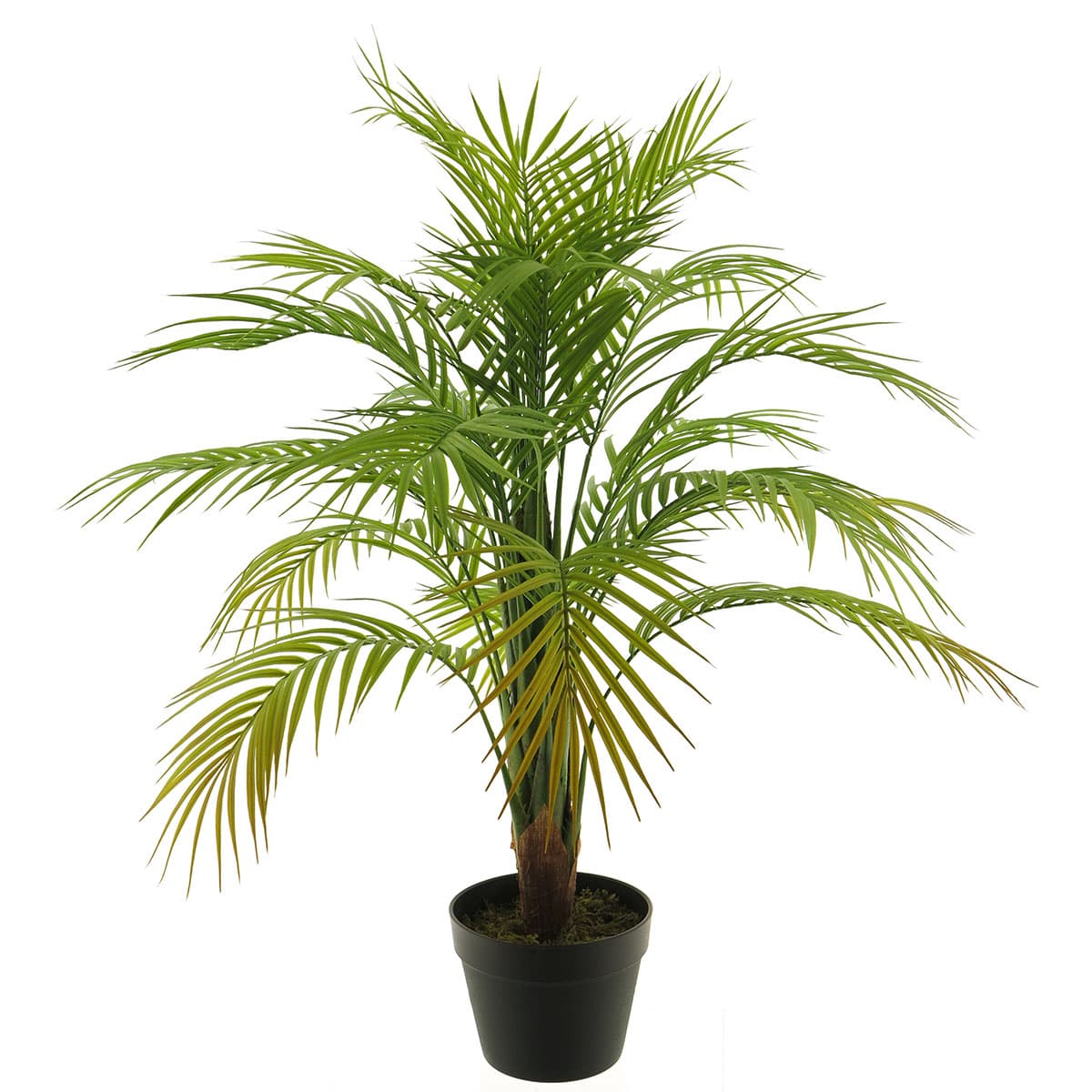 Areca palm - 90cm