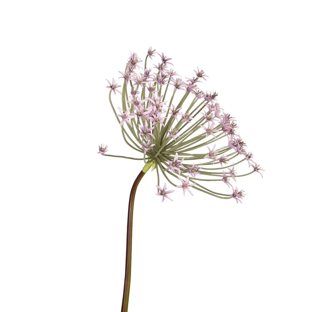 Spider Allium 107 cm - roze