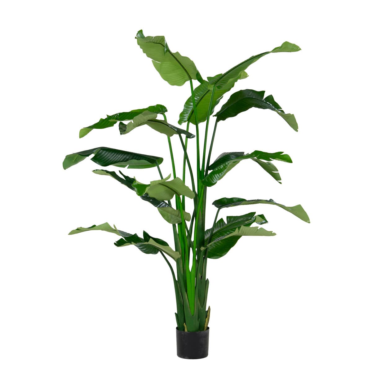Strelitzia 240cm