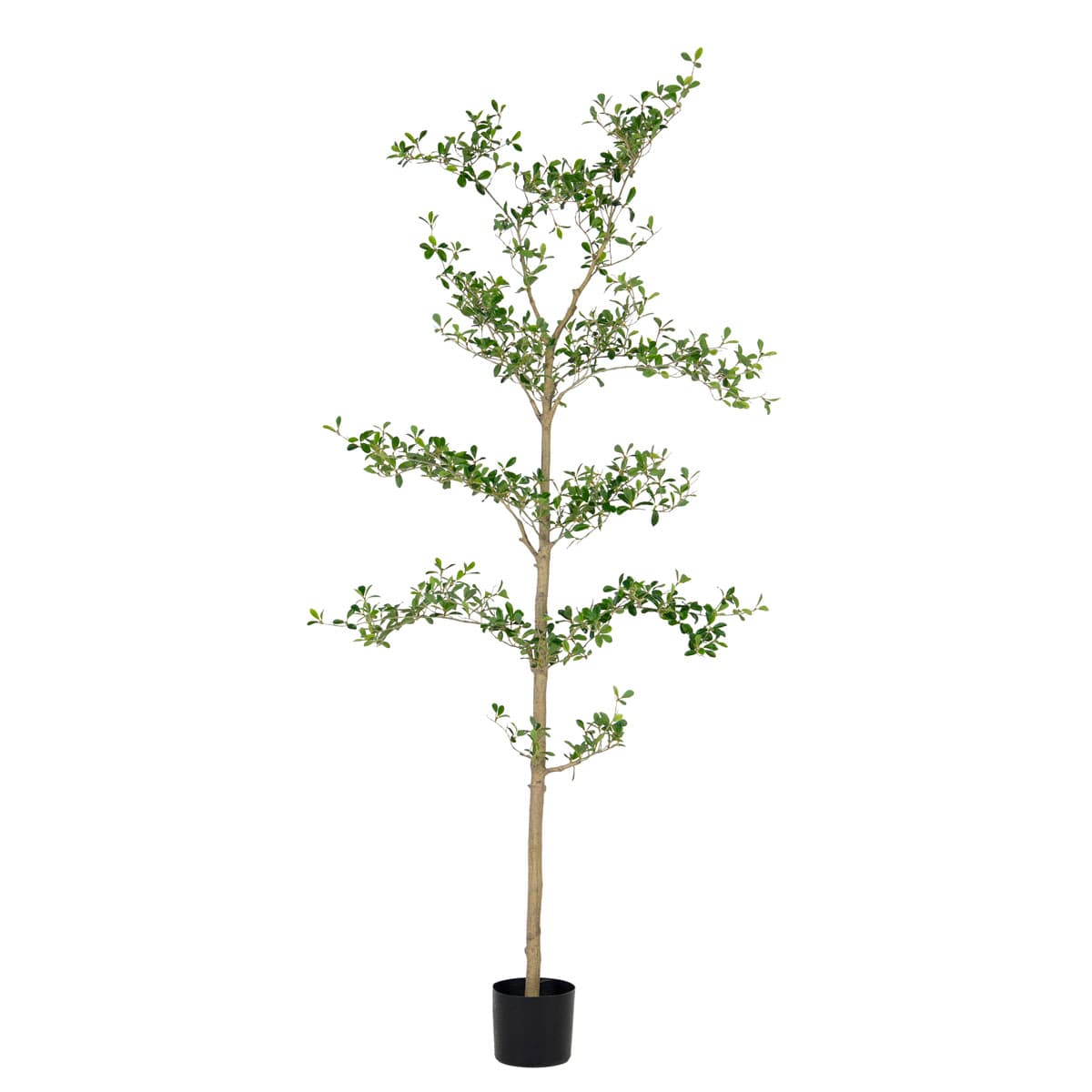 Shady Lady tree 180cm