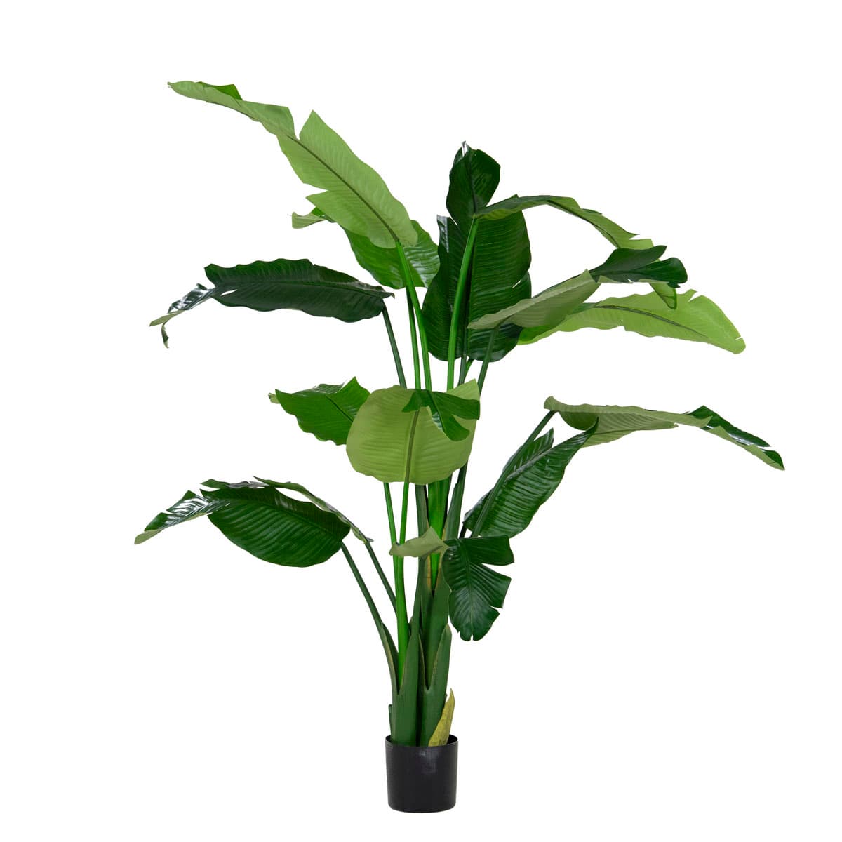 Strelitzia 210cm
