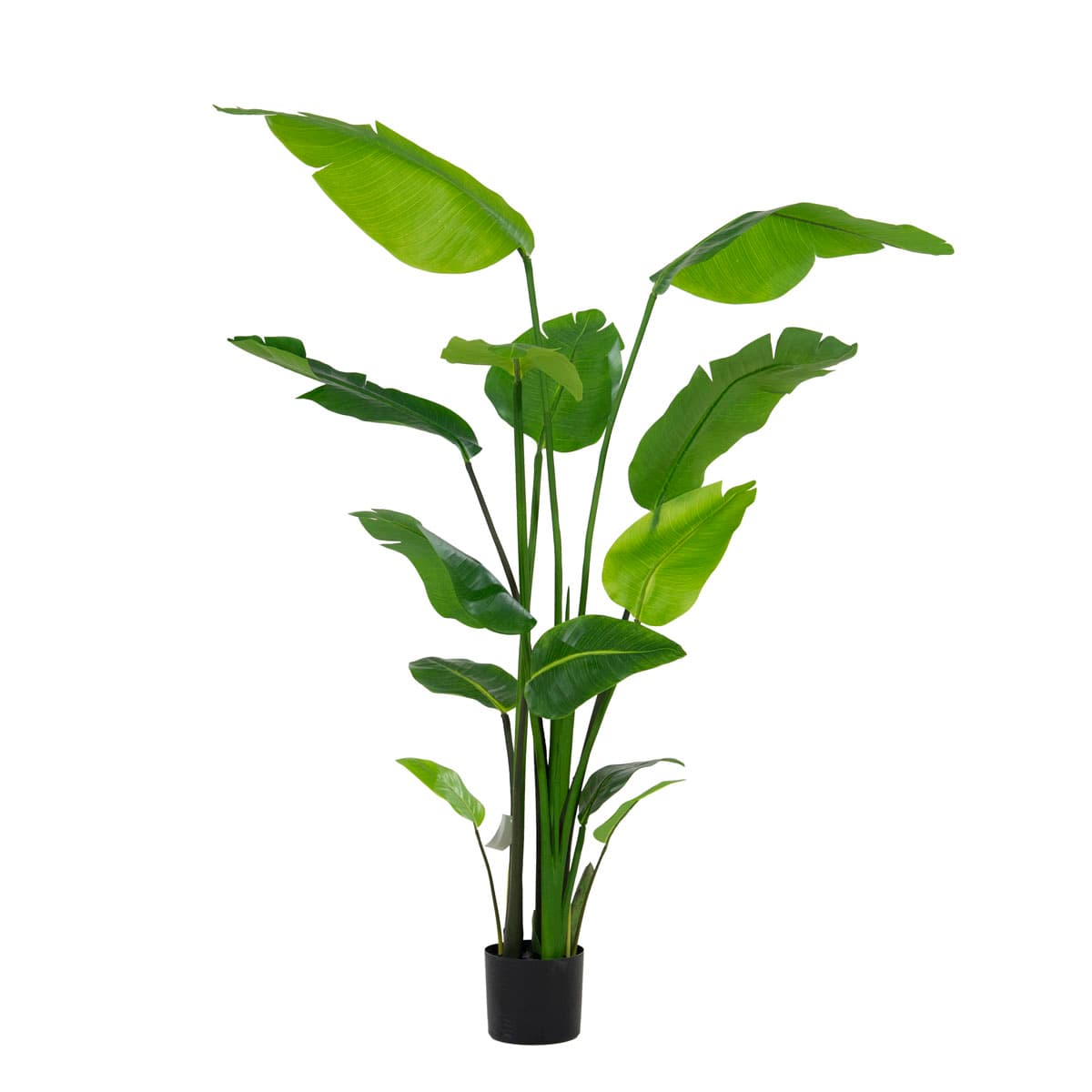 Strelitzia 150cm