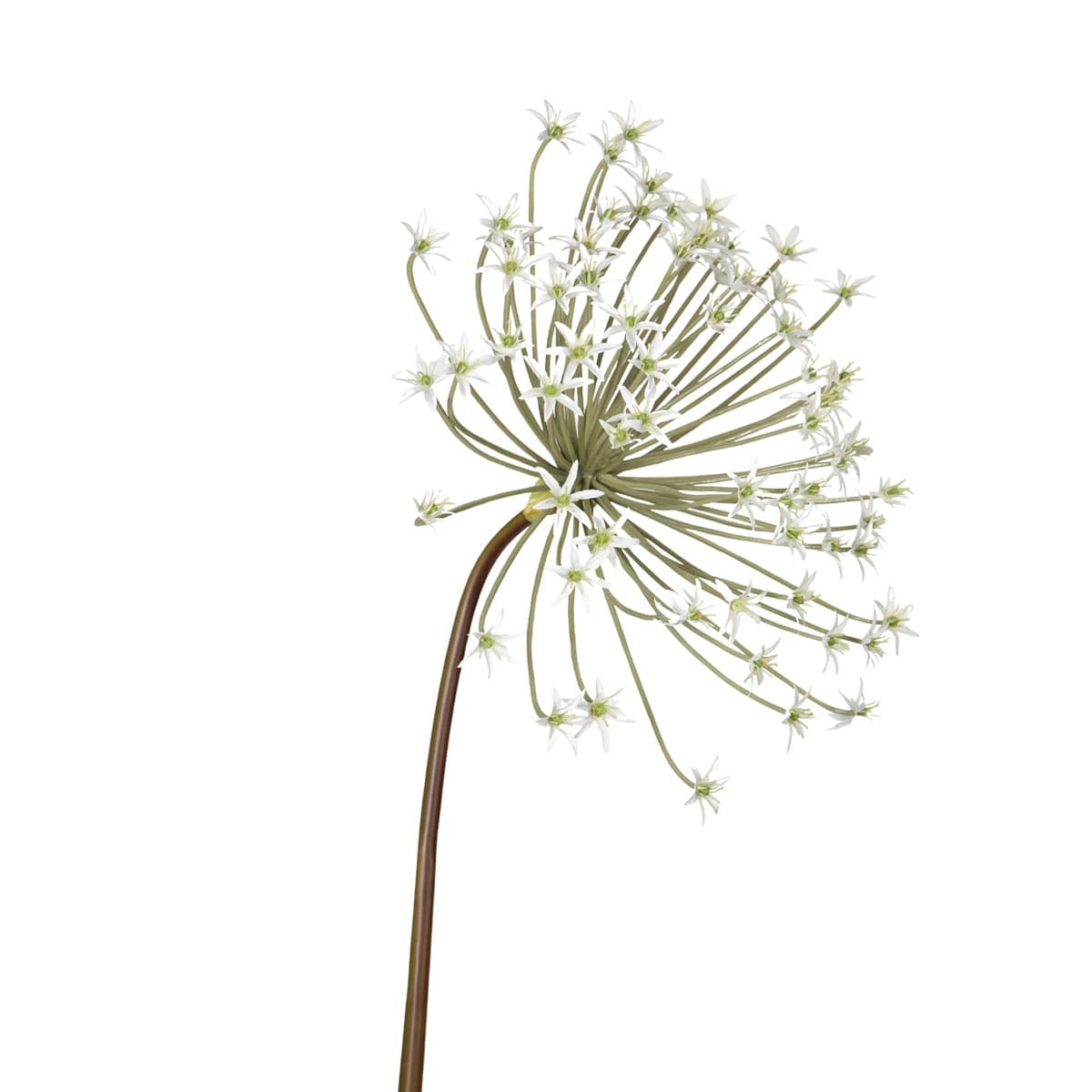 Spider Allium 107 cm - beige
