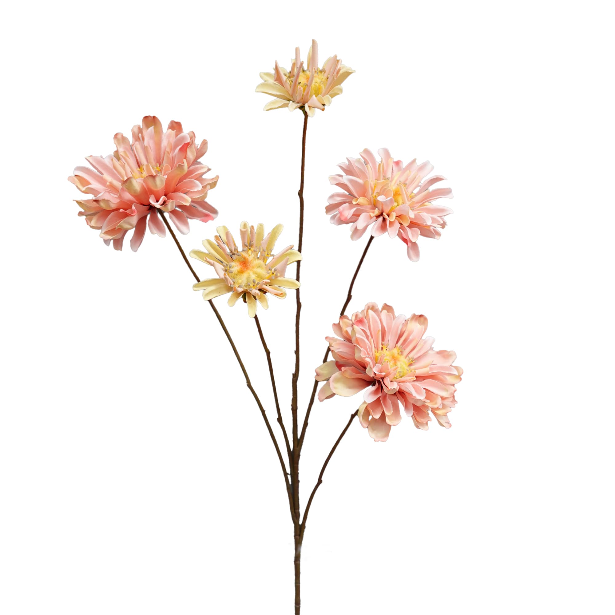 Zinnia 89 cm - 5 bl. - lichtroze