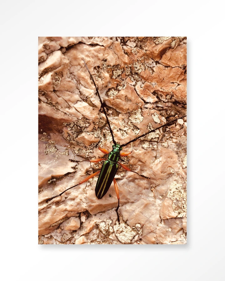 High on life insect