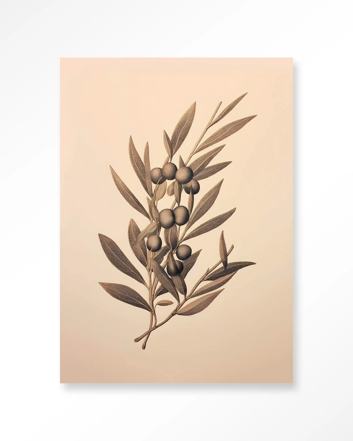 Oliva
