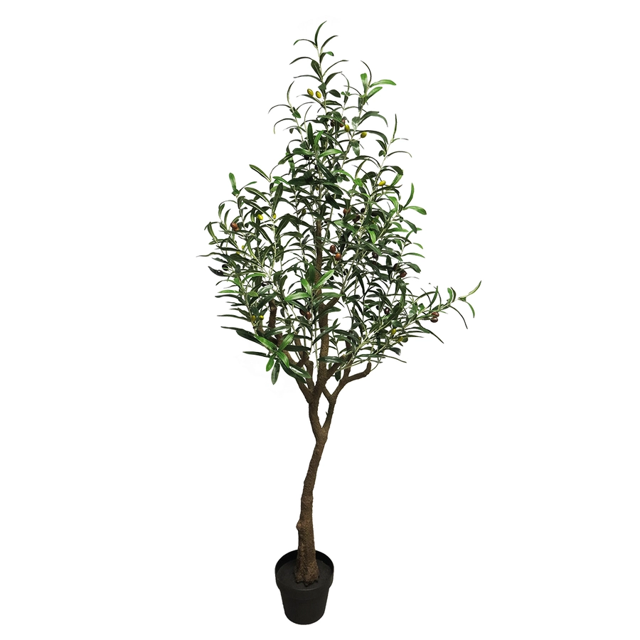 Olive tree Charlotte - 150cm