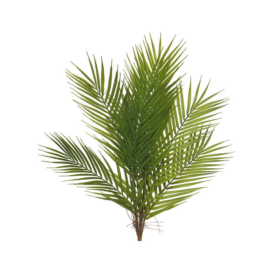 Areca Palm Bundle - 60cm