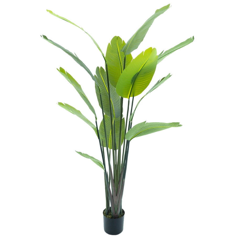 Strelitzia palm - 187cm