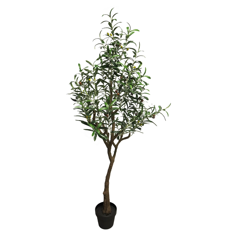 Olive tree Nancy - 200cm