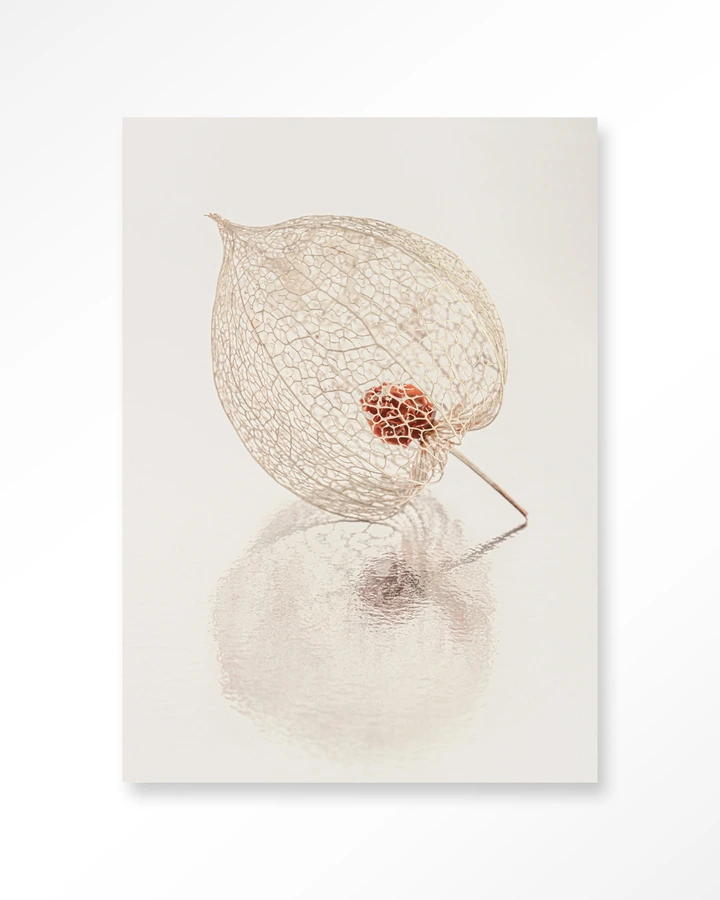 De Reflectie Van Vergankelijkheid In Lichte Tinten