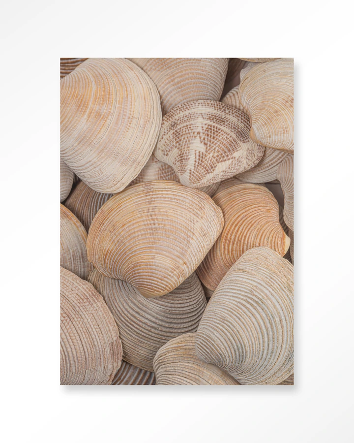 Tijdloze Rust: In Een Zee Van Schelpen